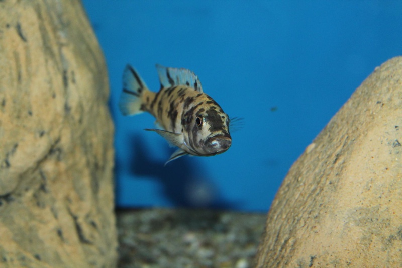 Genyochromis mento 'Lundo Island'